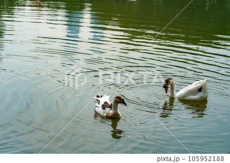A group of geese is swimming back and forth in the small lake at Lembang Park, Menteng, Central Jakarta 105952188