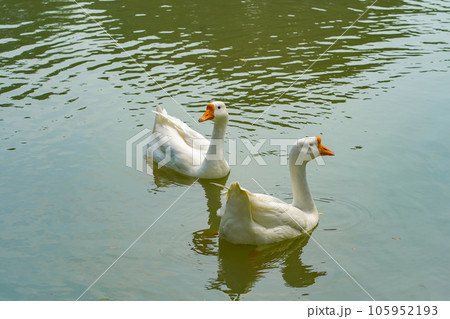 A group of geese is swimming back and forth in the small lake at Lembang Park, Menteng, Central Jakarta 105952193