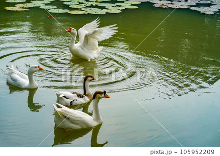 A group of geese is swimming back and forth in the small lake at Lembang Park, Menteng, Central Jakarta A group of geese is swimming back and forth in the small lake at Lembang Park, Menteng, Central Jakarta 105952209