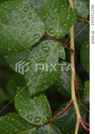 葉についた水滴 雨に濡れた葉 葉についた水滴 雨に濡れた葉 105952296