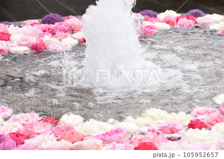 葉についた水滴 雨に濡れた葉 葉についた水滴 雨に濡れた葉 105952657