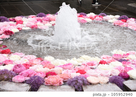 水に浮かぶ花手水 花手水 水に浮かぶ花手水 花手水 105952940