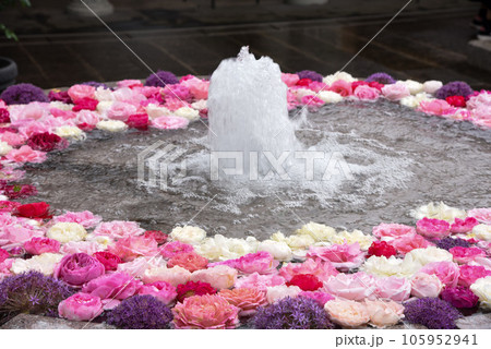 水に浮かぶ花手水　花手水 105952941