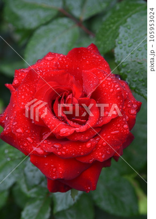雨に濡れたバラ 薔薇 赤 雨に濡れたバラ 薔薇 赤 105953024