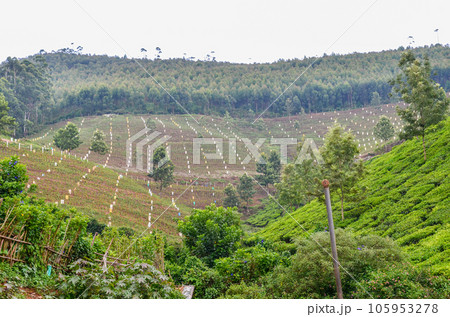 New tea plantation New tea plantation 105953278