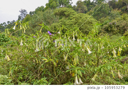 angel's trumpets (Brugmansia) 105953279