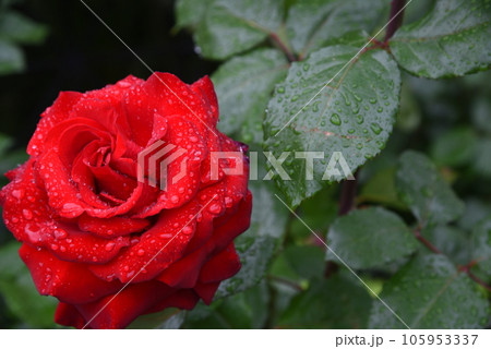 雨に濡れたバラ 薔薇 赤 雨に濡れたバラ 薔薇 赤 105953337