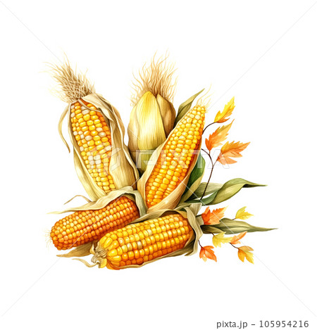 Watercolor corn autumn still life for decoration Rustic illustration on white backdrop. Organic food. Fresh healthy food. 105954216