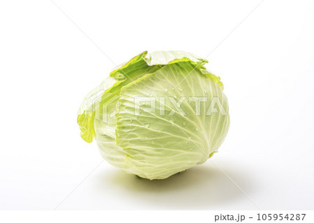 新鮮なキャベツ　淡色野菜　採れたて新鮮野菜　健康野菜　葉物野菜 105954287
