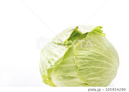 新鮮なキャベツ 淡色野菜 採れたて新鮮野菜 健康野菜 葉物野菜 新鮮なキャベツ 淡色野菜 採れたて新鮮野菜 健康野菜 葉物野菜 105954290