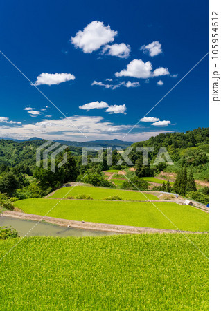 《新潟県》夏の棚田・里山の風景 《新潟県》夏の棚田・里山の風景 105954612