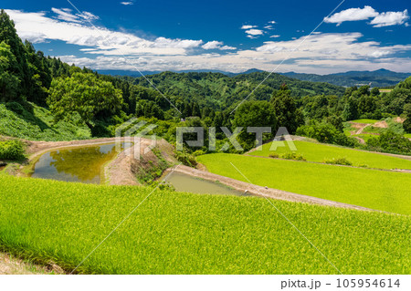 《新潟県》夏の棚田・里山の風景 105954614