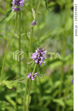 Common hedgenettle 105954667