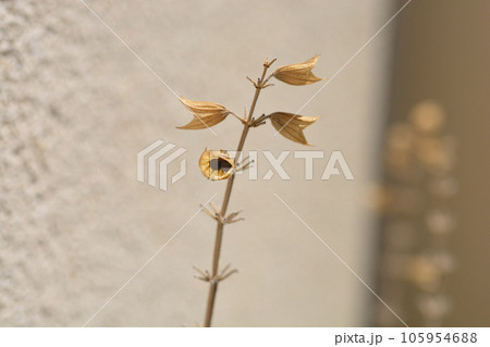 Common sage 105954688