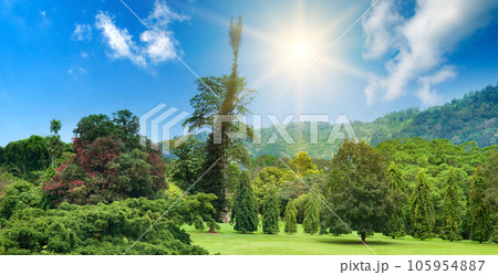 A botanical garden with rare exotic trees. Wide photo. A botanical garden with rare exotic trees. Wide photo. 105954887