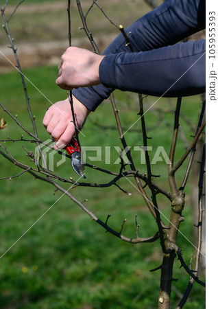 Forming the crown of a tree with the help of spring pruning and removal of unnecessary branches. Forming the crown of a tree with the help of spring pruning and removal of unnecessary branches. 105955393