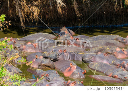 Group of hippos (Hippopotamus amphibius) in a river in Serengeti National Park, Tanzania. Wildlife of Africa Group of hippos (Hippopotamus amphibius) in a river in Serengeti National Park, Tanzania. Wildlife of Africa 105955454