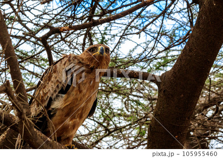 Tawny eagle (Aquila rapax) on a tree in Serengeti national park, Tanzania 105955460