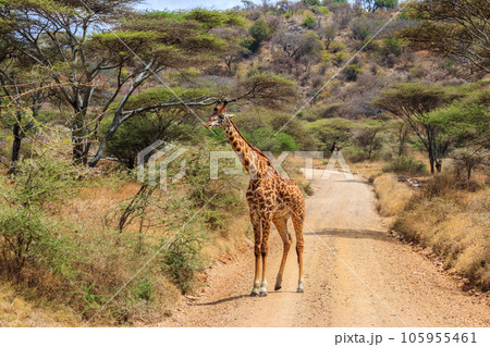 Giraffe standing on a road in Serengeti national park in Tanzania. Wild nature of Tanzania, East Africa 105955461