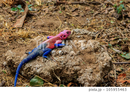 Male mwanza flat-headed rock agama (Agama mwanzae) or the Spider-Man agama on a stone in Serengeti  National Park, Tanzania 105955463