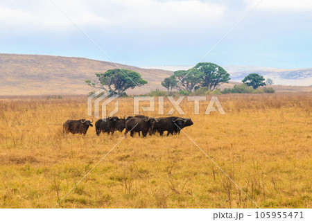 Herd of African buffalo or Cape buffalo (Syncerus caffer) in Ngorongoro Crater National Park in Tanzania. Wildlife of Africa 105955471