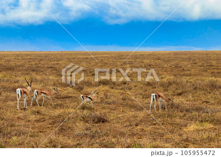 Herd of Thomson's gazelle (Eudorcas thomsonii) in Ngorongoro Crater National Park in Tanzania. Wildlife of Africa 105955472