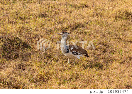 Kori bustard (Ardeotis kori) walking in dry savannah in Serengeti National Park, Tanzania 105955474