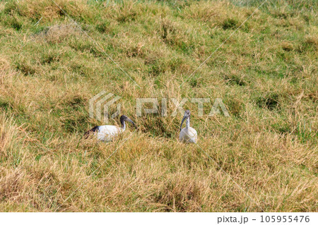 African sacred ibises (Threskiornis aethiopicus) in Ngorongoro crater national park, Tanzania African sacred ibises (Threskiornis aethiopicus) in Ngorongoro crater national park, Tanzania 105955476