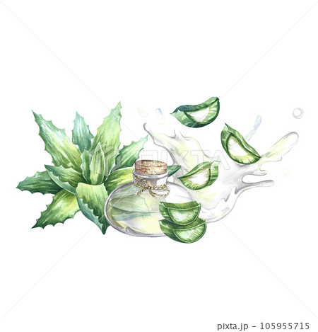 Aloe vera. Chopped pieces and aloe juice. Watercolor painted by hand. For labels and packaging of cosmetology, perfumery Aloe vera. Chopped pieces and aloe juice. Watercolor painted by hand. For labels and packaging of cosmetology, perfumery 105955715