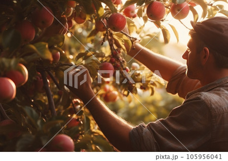 A man bring apples on an apple tree at sunrise A man bring apples on an apple tree at sunrise 105956041