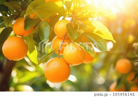 Oranges in garden Oranges in garden 105956148