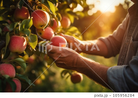 A man bring apples on an apple tree at sunrise A man bring apples on an apple tree at sunrise 105956284