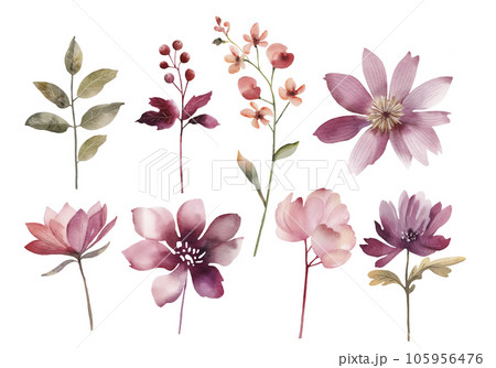 Botanical set of watercolor illustrations of pink flowers and plants. Botanical set of watercolor illustrations of pink flowers and plants. 105956476