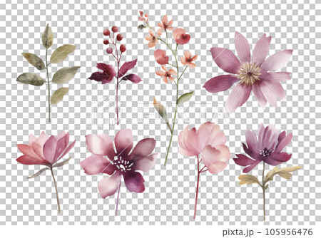 Botanical set of watercolor illustrations of pink flowers and plants. Botanical set of watercolor illustrations of pink flowers and plants. 105956476