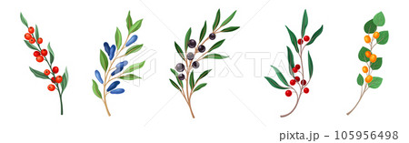 Ripe Berry Twig and Branch with Sweet and Juicy Fruit Vector Set 105956498