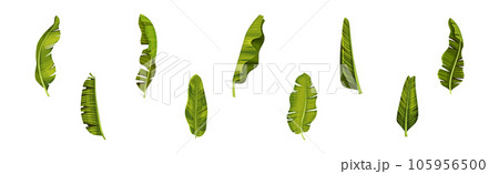 Green Banana Leaves and Decorative Tropical Foliage Vector Set Green Banana Leaves and Decorative Tropical Foliage Vector Set 105956500