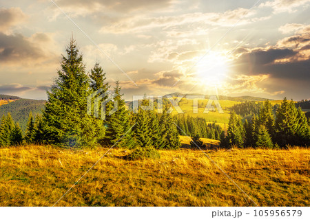 Autumn landscape in mountains of Romania at sunset. Coniferous forest on the grassy hillside meadow in Apuseni National Park. beautiful countryside scenery in evening light Autumn landscape in mountains of Romania at sunset. Coniferous forest on the grassy hillside meadow in Apuseni National Park. beautiful countryside scenery in evening light 105956579