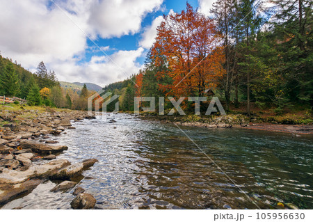 river flows among the forested area in carpathian mountains. autumnal tourism background. stones on the shore. cloudy sky. low angle 105956630