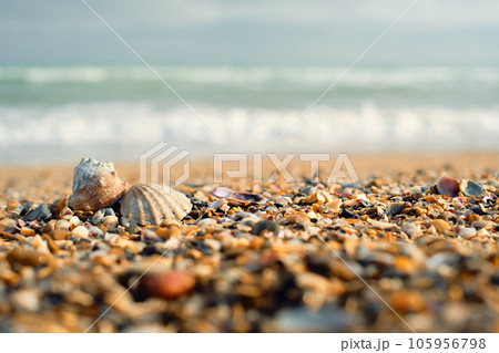 Sea shells with sand beach. Spring photography of seashells on the beach with turquoise sea backdrop and free space for your decoration or text. selective focus. Sea shells with sand beach. Spring photography of seashells on the beach with turquoise sea backdrop and free space for your decoration or text. selective focus. 105956798