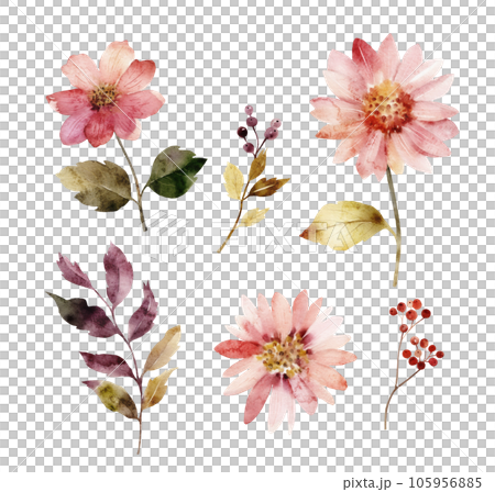 set of watercolor illustrations of pink flowers and plants . 105956885