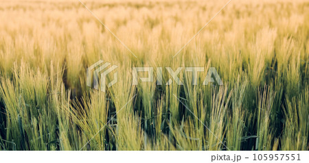 Rural landscapes in shining sunlight, fresh ears of young green rye on nature in a summer field at sunset, selective soft focus, shallow depth of field 105957551
