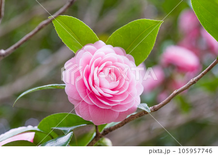 美しいピンクの花びら【オトメツバキ】 美しいピンクの花びら【オトメツバキ】 105957746