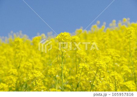 青空に映える菜の花 青空に映える菜の花 105957816