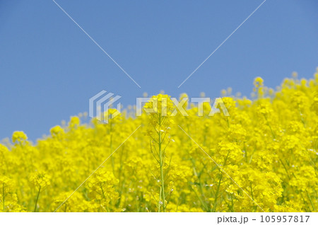 青空に映える菜の花 青空に映える菜の花 105957817