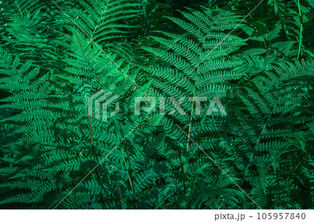 Close-up of green ferns in a botanical garden, perfect natural background from fern leaves. copy space for text. Background or wallpaper idea for eco product presentation or digital composition Close-up of green ferns in a botanical garden, perfect natural background from fern leaves. copy space for text. Background or wallpaper idea for eco product presentation or digital composition 105957840