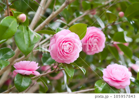 美しいピンクの花びら【オトメツバキ】 105957843