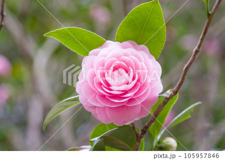 美しいピンクの花びら【オトメツバキ】 105957846