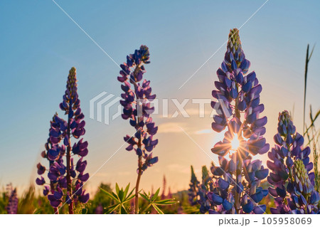 Summer wildflowers of lupine in a meadow at sunset. Purple flowers, the rays of the sun shine through the lupins. Summer floral background Summer wildflowers of lupine in a meadow at sunset. Purple flowers, the rays of the sun shine through the lupins. Summer floral background 105958069