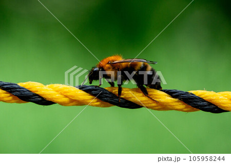 ロープにとまるトラマルハナバチ ロープにとまるトラマルハナバチ 105958244