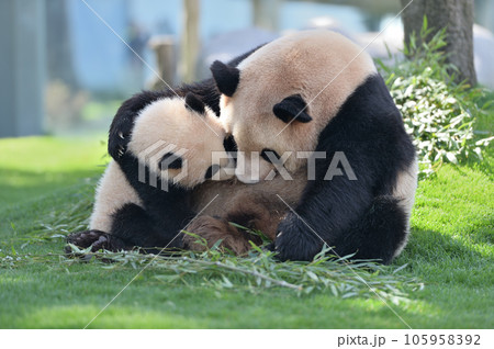 優浜におっぱいを与える良浜ママ 優浜におっぱいを与える良浜ママ 105958392